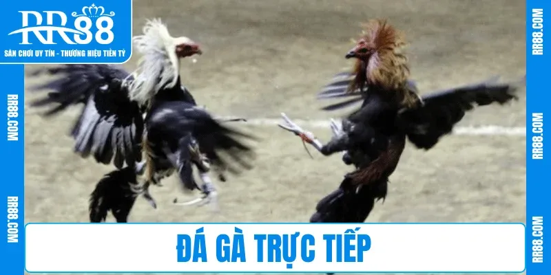Đá Gà Trực Tiếp RR88 – Xem Live Mượt, Cược Cực Đã
