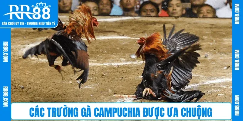 Các trường gà Campuchia được ưa chuộng